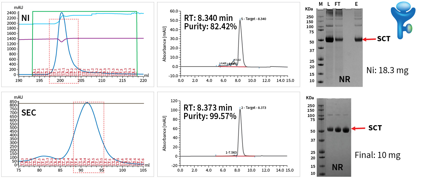 T Cell Mate service demonstrated high-purity and high-yield production of a mouse single-chain-trimer (SCT) proteins in CHO cells.