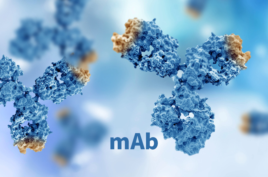 Harness our high-titer expression systems for high-purity, low-endotoxin mAb production in a fast and cost-effective way, from 1 mL to 100 L.