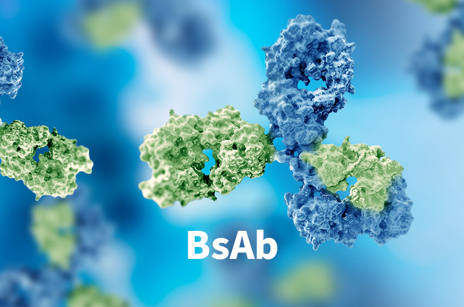 Leading expertise in bispecific antibody production, from identifying the optimal pairings of bispecific antibody with small-scale high-throughput production to delivering high-purity, gram-level bispecific antibodies.