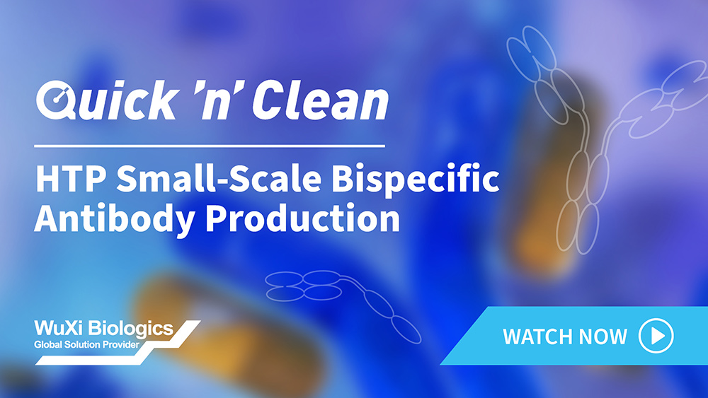 A HTP bispecific antibody (BsAb) production platform designed to unlock the optimal pairing of BsAb in a fast and cost-effective way (~3-4 weeks).