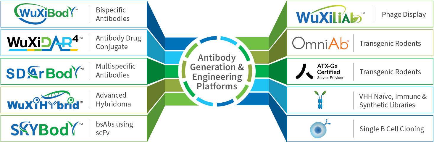 Antibody engineering platforms
