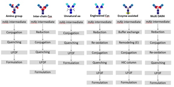 Bioconjugation Process Development